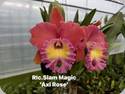 Rlc. Siam Magic Axl Rose